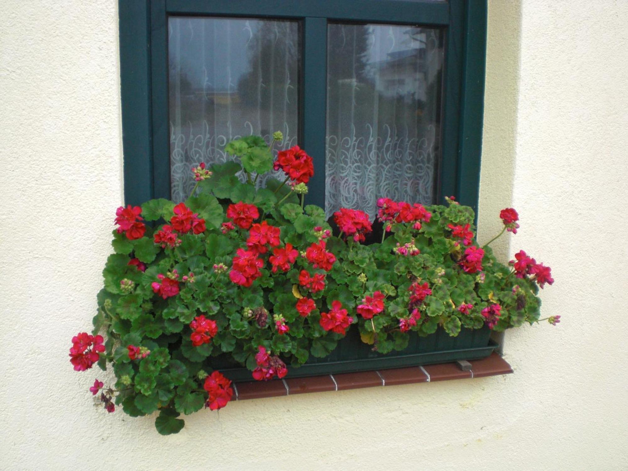 Kleine Sonnenblume Διαμέρισμα Ueckermünde Εξωτερικό φωτογραφία